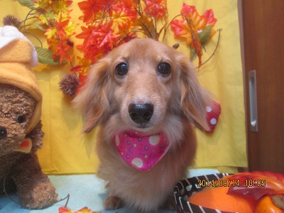 ファイル 8252-2.jpg