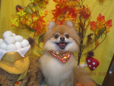 ファイル 8253-1.jpg