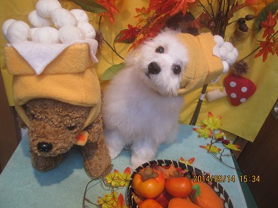 ファイル 8254-1.jpg