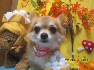 ファイル 8261-2.jpg