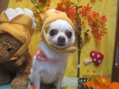 ファイル 8262-2.jpg