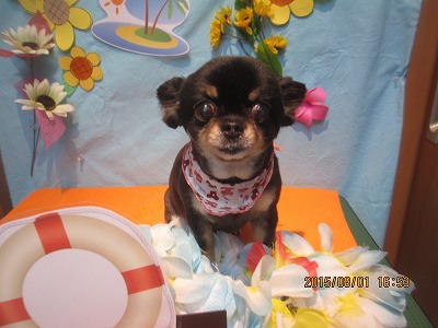 ファイル 8267-1.jpg