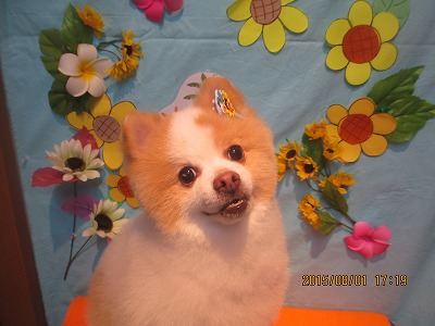 ファイル 8272-1.jpg