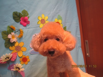 ファイル 8273-1.jpg