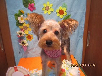 ファイル 8274-1.jpg