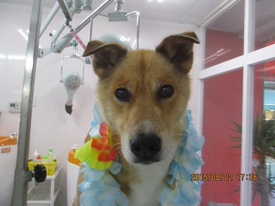 ファイル 8297-1.jpg