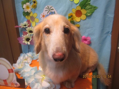 ファイル 8298-1.jpg