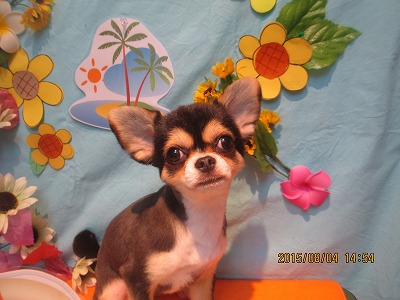 ファイル 8308-1.jpg