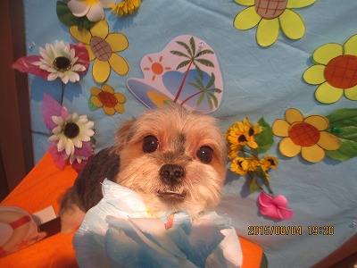 ファイル 8313-1.jpg