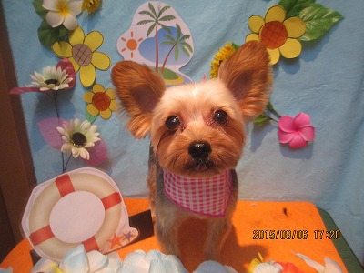 ファイル 8334-1.jpg