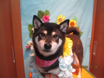 ファイル 8342-1.jpg