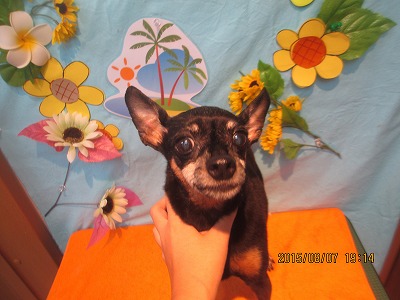 ファイル 8361-1.jpg