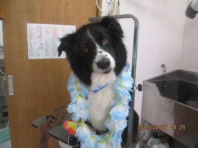 ファイル 8362-1.jpg