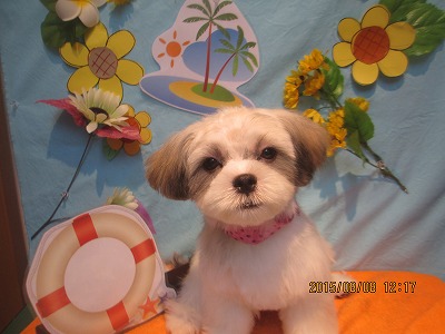 ファイル 8371-1.jpg