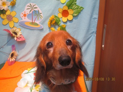 ファイル 8372-1.jpg