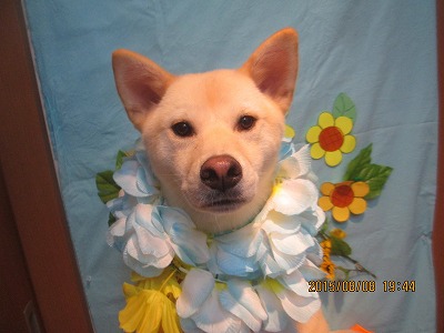 ファイル 8377-1.jpg