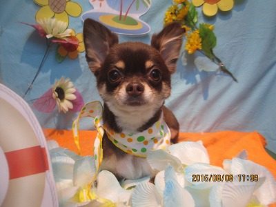 ファイル 8382-1.jpg