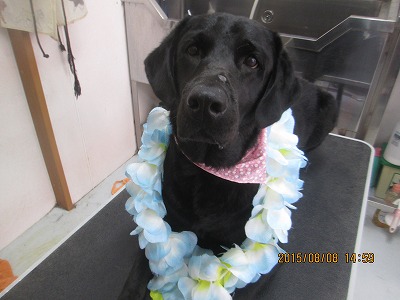 ファイル 8383-1.jpg