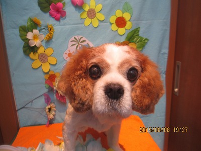 ファイル 8385-1.jpg