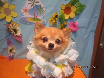 ファイル 8423-1.jpg