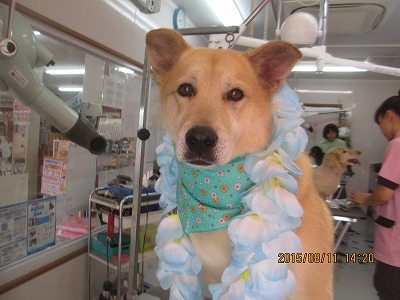 ファイル 8428-1.jpg