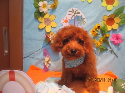 ファイル 8431-1.jpg