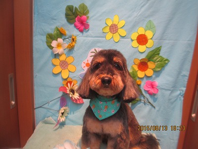 ファイル 8449-1.jpg