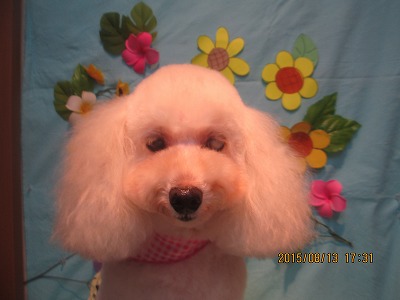 ファイル 8451-1.jpg