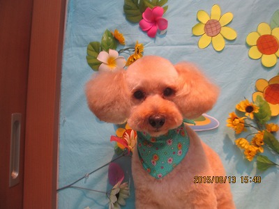 ファイル 8456-1.jpg