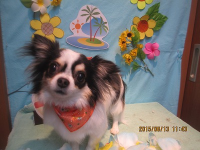 ファイル 8459-1.jpg