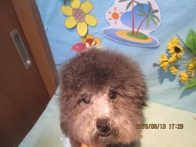 ファイル 8463-1.jpg