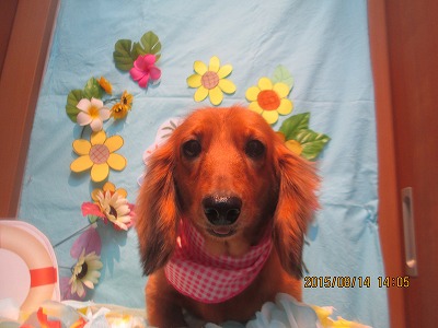 ファイル 8466-1.jpg