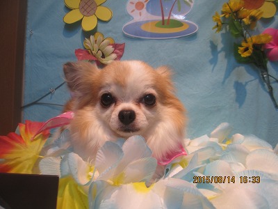 ファイル 8476-1.jpg