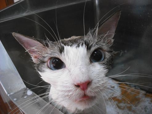 ファイル 852-2.jpg