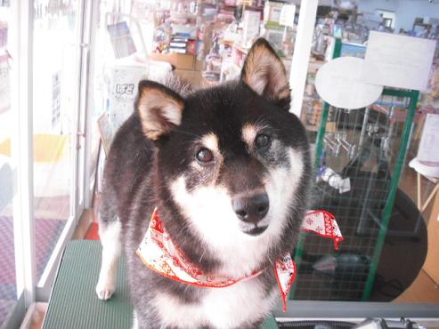 ファイル 868-1.jpg