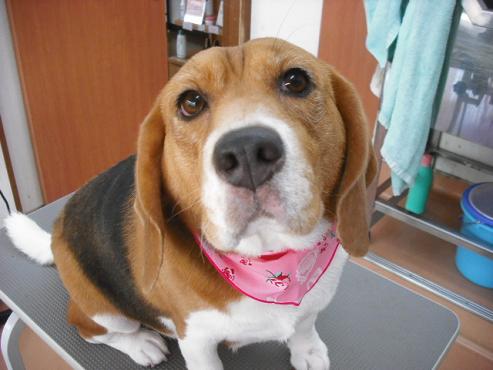 ファイル 877-1.jpg