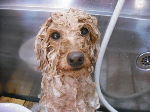 ファイル 890-2.jpg