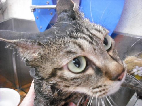 ファイル 894-2.jpg