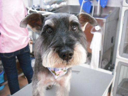 ファイル 9-1.jpg