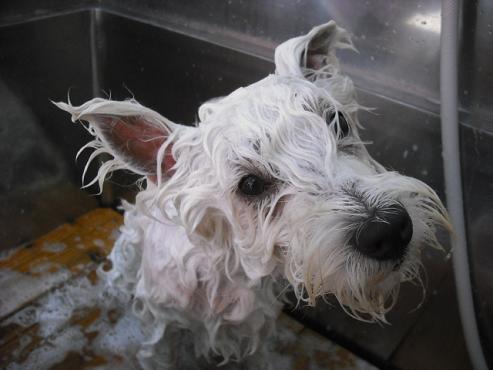 ファイル 905-2.jpg