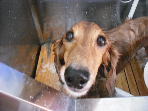 ファイル 911-2.jpg