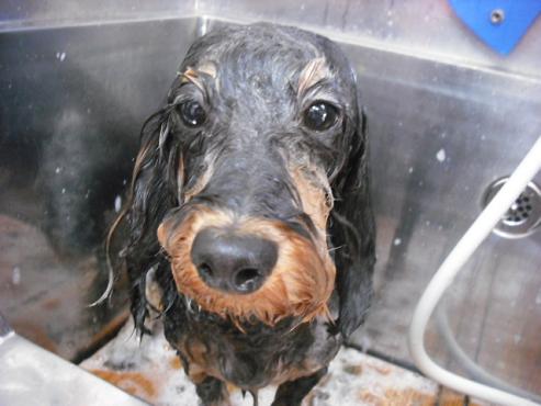 ファイル 915-2.jpg