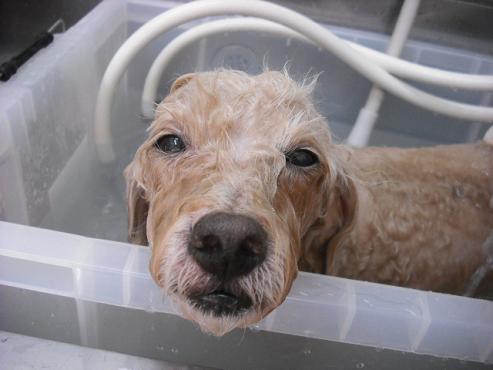 ファイル 918-2.jpg