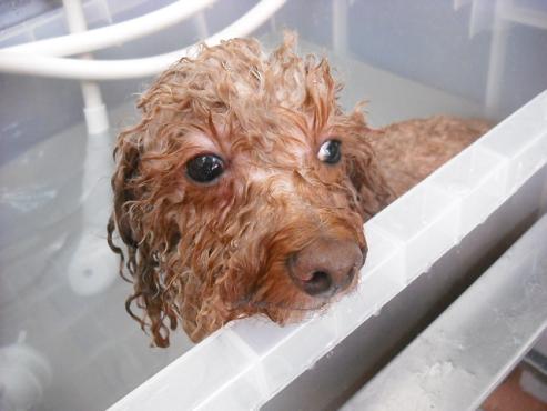 ファイル 919-2.jpg