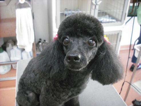 ファイル 993-1.jpg