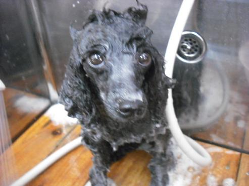 ファイル 993-2.jpg