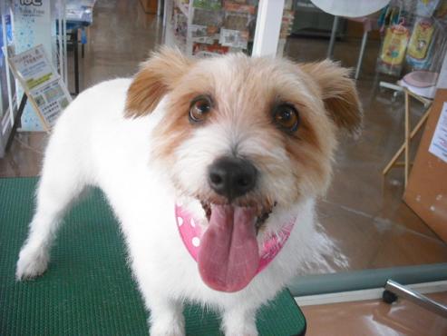 ファイル 995-1.jpg