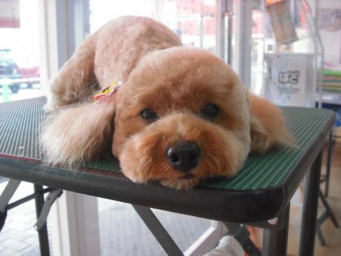 ファイル 996-1.jpg