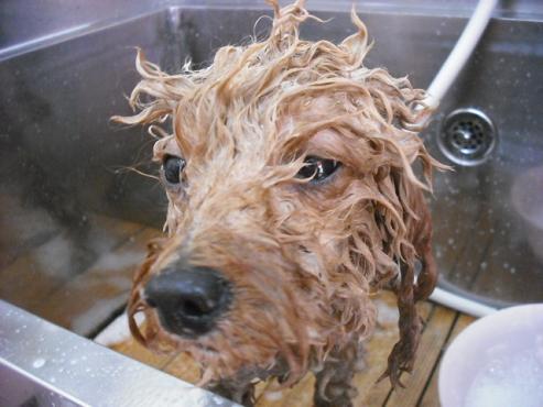 ファイル 996-2.jpg