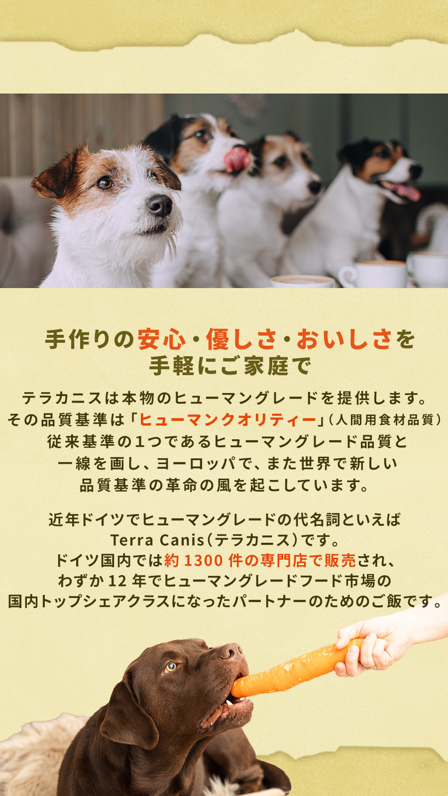 テラカニス共通